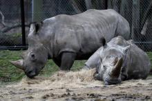 Photo du Domaine de Thoiry datée du 22 mars 2016 du rhinocéros Vince tué pour sa corne le 7 mars 201