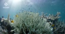 La Grande Barrière de corail en Australie.