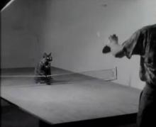 Chat Ping pong Vidéo Vieux Drôle