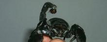 Un scorpion Pandinus imperator 
