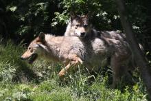 L'abattage de 40 loups pour limiter les dégâts sur les troupeaux a été autorisé entre le 1er juillet