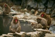 Des macaques du Japon.