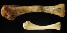 Photo non datée fournie par l'Université de Flinders le 14 juin 2017 d'un os fossilisé de dindon géa