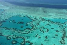 La Grande Barrière de corail, en Australie, pourrait ne jamais se remettre de l'épisode de blanchiss