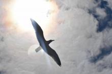 Une mouette vole au-dessus de l'île Dumet au large de Piriac sur mer le 13 juillet 2017