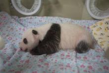 Photo fournie le 12 juillet 2017 par le zoo de Tokyo du bébé panda né il y a un mois
