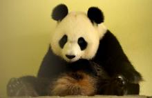 Huan Huan, la première femelle panda en gestation en France, le 26 juillet 2017 au zoo de Beauval da