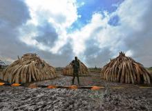 Un ranger surveillant des défenses en ivoire qui attendent d'être brûlées, le 22 avril 2016 à Nairob