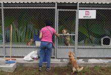 Le centre d'accueil pour chiens errants du métro de Mexico, le 24 juillet 2017