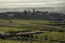 Des saisonniers dans le vignoble du Beaujolais, près de Chenas le 26 août 2015