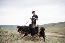 Delgeriin Tserenkhand, un éleveur en compagnie de ses bouviers mongols dans les environs d'Oulan-Bat