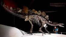 Stegosaure musée histoire naturelle londres