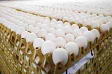 Le scandale des œufs contaminés s’est étendu vendredi à plusieurs pays européens, qui ont lancé prév