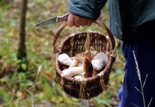 Un cueilleur de champignons a été tué par un taureau, dans un champ en Haute-Saône