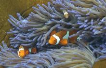 Le Japon surveille ses coraux en raison de soupçons de braconnage chinois