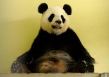 Huan Huan, la panda femelle prêtée par la Chine au zoo de Beauval à Saint-Aignan-sur-Cher (Loir-et-C