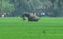 Un éléphant attaque un homme dans un champ près du village de Baghasole, à Burdwan, le 20 mars 2016,