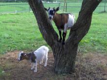 Des chèvres dans un parc.