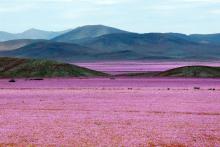 Atacama, le désert le plus aride au monde.