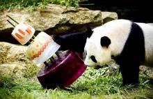 Des gâteaux glacés pour l'anniversaire de deux pandas dans le zoo de Rhenen, aux Pays-Bas, le 8 août