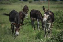 Des ânes broutent de l'herbe à Mogosani, une petite bourgade de la province sud-africaine du Nord-Ou