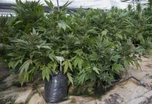 Des plants de cannabis à usage médical à Kfar Pines en Israël, le 9 mars 2016