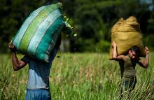 Des fermiers collectent des feuilles de coca en Colombie, près de la rivière Inirida, dans le départ