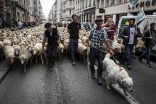 Des bergers manifestent avec leurs troupeaux le 9 octobre 2017 à Lyon
