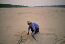 Jose Dias de Araujo, un écologiste bénévole, dissimule des oeufs de tortue dans le sable, le 19 sept