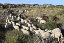 Moutons et chèvres du berger François Cremier, le 11 octobre 2017, à l'Espiguette, dans le Gard