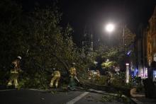 Des pompiers découpent à la tronçonneuse un arbre abattu par une tempête, le 5 octobre 2017 à Berlin