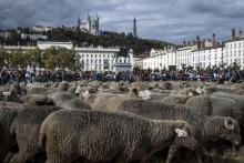 Manifestation des éleveurs de brebis à Lyon le 9 octobre 2017