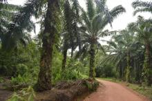 Plantation destinée à la production d'huile de palme, à Kendawangan, en Indonésie, le 13 février 201