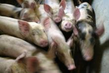 L214 épingle les conditions de vie dans des élevages de cochons