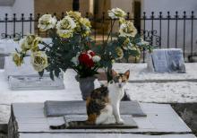 Un chat veille sur la tombe d'une famille dans le cimetière de Santa Cruz de Mompox, en Colombie, le