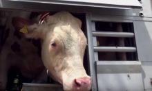 Une vache dans un camion.
