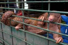 Un pangolin en cage après un raid contre des trafiquants à Pekanbaru, dans la province de Riau en In