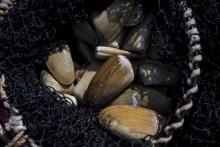 Les coquillages appelés 'machas' (Mesodesma Donacium) ramenés par un pêcheur de la plage de La Seren
