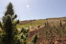Un plant de cannabis avec en arrière plan un vignoble, dans la vallée de la Bekaa, au Liban, le 3 oc