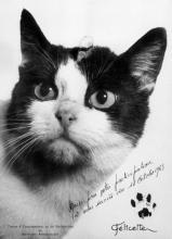 Félicette est le premier et seul chat a avoir été envoyé dans l'espace, en 1963. Après neuf minutes de vol elle a été récupérée vivante et sans conséquences sur sa santé.