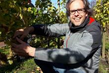 Tycho Vermeulen, fondateur du "vignoble urbain haguois", récolte des grappes de Johanniter, un cépag