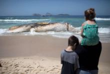 La dépouille d'une baleine échouée sur la plage d'Ipanema à Rio, le 15 novembre 2017