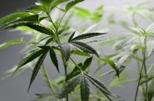 Le gouvernement uruguayen devrait annoncer "sous peu" la date de début de la vente de cannabis en ph