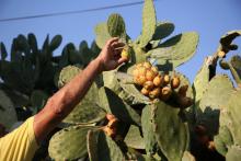 Récolte des figues de barbarie près de Naplouse, en Cisjordanie, en août 2017