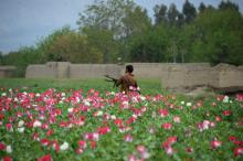 Un soldat afghan surveille le champ de pavot avant destruction, le 5 avril 2017 dans le district de 
