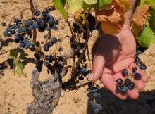 Jérôme Bonnet, un viticulteur montre une grappe de raison affectée par la sécheresse en France le 6 