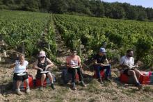 Des travailleurs déjeunent au milieu des vignes du Pouilly-Fuissé, à Chasselas, en Saône-et-Loire, l