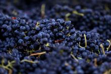 LVMH va prendre le contrôle d'un domaine viticole très réputé en Californie