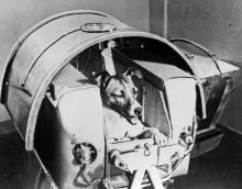 La chienne Laïka, le premier être vivant envoyé dans l'espace, dans la capsule du satellite russe Sp