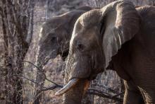 Des éléphants photographiés le 19 septembre 2016 en Afrique du Sud